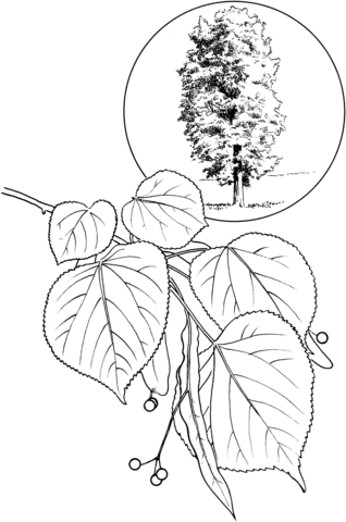 American Linden Or Basswood Coloring Page